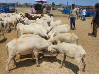 A flock of sheep is eating at a livestock market ahead of the Eid-Al-Adha (Feast of Sacrifice) festival in Srinagar, Kashmir, India, on June...