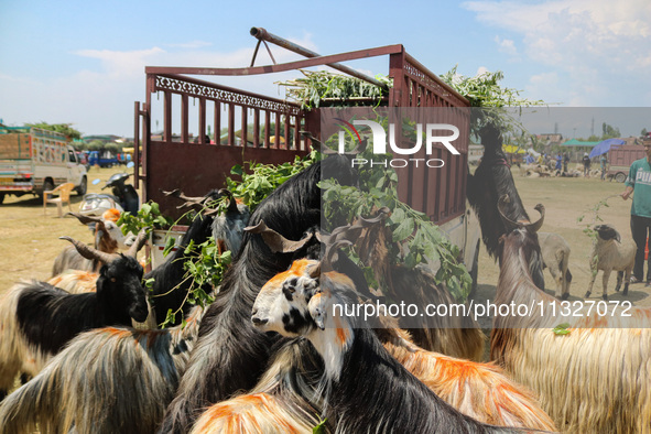 Sheep are being seen at a livestock market ahead of the Eid-Al-Adha (Feast of Sacrifice) festival in Srinagar, Kashmir, India, on June 13, 2...