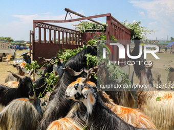 Sheep are being seen at a livestock market ahead of the Eid-Al-Adha (Feast of Sacrifice) festival in Srinagar, Kashmir, India, on June 13, 2...