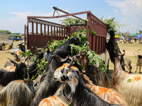 Sheep are being seen at a livestock market ahead of the Eid-Al-Adha (Feast of Sacrifice) festival in Srinagar, Kashmir, India, on June 13, 2...