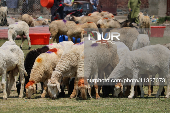 Sheep are being seen at a livestock market ahead of the Eid-Al-Adha (Feast of Sacrifice) festival in Srinagar, Kashmir, India, on June 13, 2...