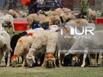 Sheep are being seen at a livestock market ahead of the Eid-Al-Adha (Feast of Sacrifice) festival in Srinagar, Kashmir, India, on June 13, 2...