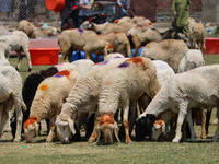 Sheep are being seen at a livestock market ahead of the Eid-Al-Adha (Feast of Sacrifice) festival in Srinagar, Kashmir, India, on June 13, 2...