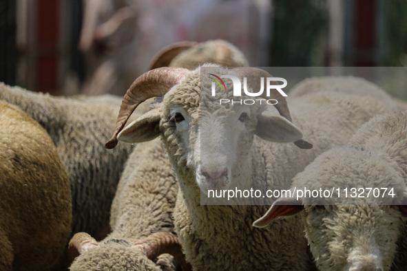 Sheep are being seen at a livestock market ahead of the Eid-Al-Adha (Feast of Sacrifice) festival in Srinagar, Kashmir, India, on June 13, 2...