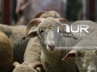 Sheep are being seen at a livestock market ahead of the Eid-Al-Adha (Feast of Sacrifice) festival in Srinagar, Kashmir, India, on June 13, 2...