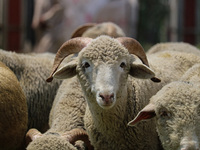 Sheep are being seen at a livestock market ahead of the Eid-Al-Adha (Feast of Sacrifice) festival in Srinagar, Kashmir, India, on June 13, 2...