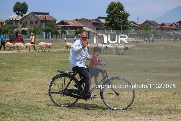 A man is riding a bicycle past sheep at a livestock market ahead of the Eid-Al-Adha (Feast of Sacrifice) festival in Srinagar, Kashmir, Indi...