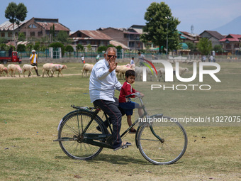 A man is riding a bicycle past sheep at a livestock market ahead of the Eid-Al-Adha (Feast of Sacrifice) festival in Srinagar, Kashmir, Indi...