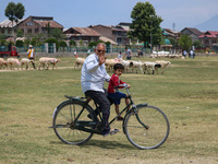 A man is riding a bicycle past sheep at a livestock market ahead of the Eid-Al-Adha (Feast of Sacrifice) festival in Srinagar, Kashmir, Indi...