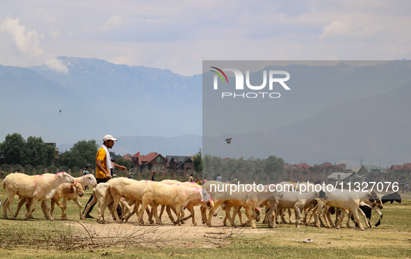 Sheep are being seen at a livestock market ahead of the Eid-Al-Adha (Feast of Sacrifice) festival in Srinagar, Kashmir, India, on June 13, 2...