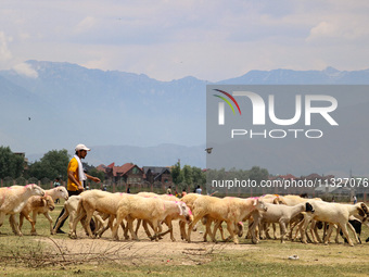 Sheep are being seen at a livestock market ahead of the Eid-Al-Adha (Feast of Sacrifice) festival in Srinagar, Kashmir, India, on June 13, 2...