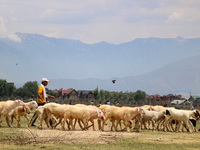 Sheep are being seen at a livestock market ahead of the Eid-Al-Adha (Feast of Sacrifice) festival in Srinagar, Kashmir, India, on June 13, 2...