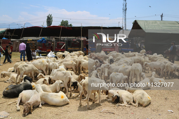 Sheep are being seen at a livestock market ahead of the Eid-Al-Adha (Feast of Sacrifice) festival in Srinagar, Kashmir, India, on June 13, 2...