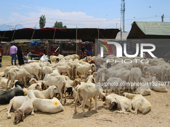 Sheep are being seen at a livestock market ahead of the Eid-Al-Adha (Feast of Sacrifice) festival in Srinagar, Kashmir, India, on June 13, 2...