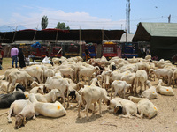 Sheep are being seen at a livestock market ahead of the Eid-Al-Adha (Feast of Sacrifice) festival in Srinagar, Kashmir, India, on June 13, 2...