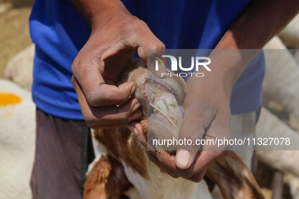 A man is checking the teeth of a sacrificial animal at a livestock market ahead of the Eid-Al-Adha (Feast of Sacrifice) festival in Srinagar...