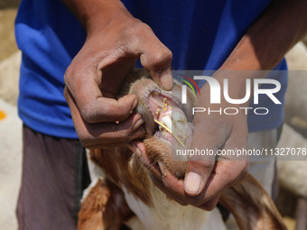 A man is checking the teeth of a sacrificial animal at a livestock market ahead of the Eid-Al-Adha (Feast of Sacrifice) festival in Srinagar...