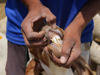 A man is checking the teeth of a sacrificial animal at a livestock market ahead of the Eid-Al-Adha (Feast of Sacrifice) festival in Srinagar...