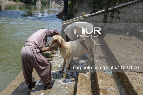 Workers are washing sheep at a river before selling them ahead of the Eid-Al-Adha (Feast of Sacrifice) festival in Srinagar, Kashmir, India,...