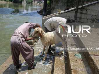 Workers are washing sheep at a river before selling them ahead of the Eid-Al-Adha (Feast of Sacrifice) festival in Srinagar, Kashmir, India,...