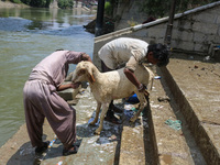 Workers are washing sheep at a river before selling them ahead of the Eid-Al-Adha (Feast of Sacrifice) festival in Srinagar, Kashmir, India,...