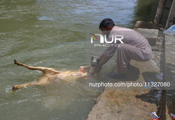 A worker is washing sheep at a river before selling them ahead of the Eid-Al-Adha (Feast of Sacrifice) festival in Srinagar, Kashmir, India,...