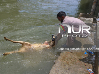 A worker is washing sheep at a river before selling them ahead of the Eid-Al-Adha (Feast of Sacrifice) festival in Srinagar, Kashmir, India,...