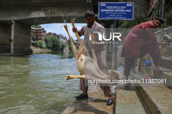 Workers are washing sheep at a river before selling them ahead of the Eid-Al-Adha (Feast of Sacrifice) festival in Srinagar, Kashmir, India,...