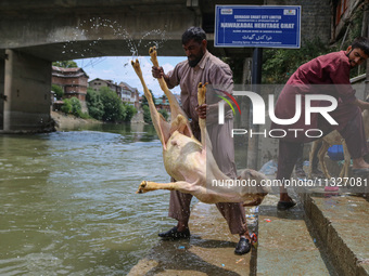 Workers are washing sheep at a river before selling them ahead of the Eid-Al-Adha (Feast of Sacrifice) festival in Srinagar, Kashmir, India,...