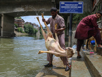 Workers are washing sheep at a river before selling them ahead of the Eid-Al-Adha (Feast of Sacrifice) festival in Srinagar, Kashmir, India,...