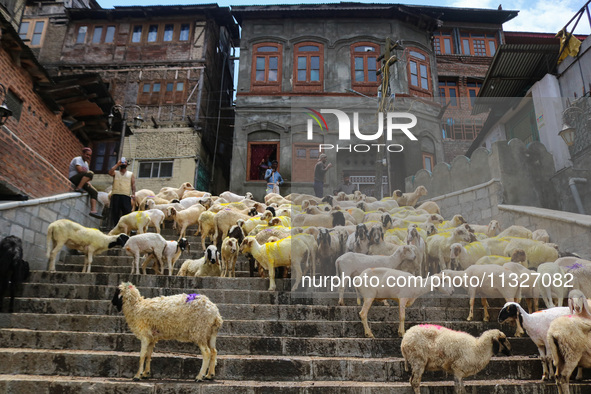 Sheep are being seen on the banks of the river Jhelum in Srinagar, Kashmir, India, on June 13, 2024. Eid al-Adha is one of the holiest Musli...