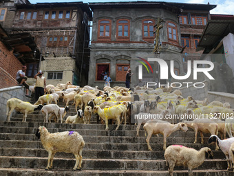 Sheep are being seen on the banks of the river Jhelum in Srinagar, Kashmir, India, on June 13, 2024. Eid al-Adha is one of the holiest Musli...