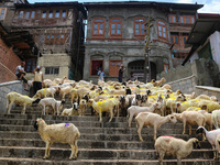 Sheep are being seen on the banks of the river Jhelum in Srinagar, Kashmir, India, on June 13, 2024. Eid al-Adha is one of the holiest Musli...