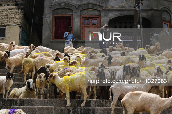 Sheep are being seen on the banks of the river Jhelum in Srinagar, Kashmir, India, on June 13, 2024. Eid al-Adha is one of the holiest Musli...