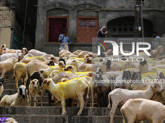 Sheep are being seen on the banks of the river Jhelum in Srinagar, Kashmir, India, on June 13, 2024. Eid al-Adha is one of the holiest Musli...