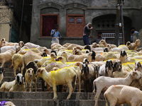 Sheep are being seen on the banks of the river Jhelum in Srinagar, Kashmir, India, on June 13, 2024. Eid al-Adha is one of the holiest Musli...