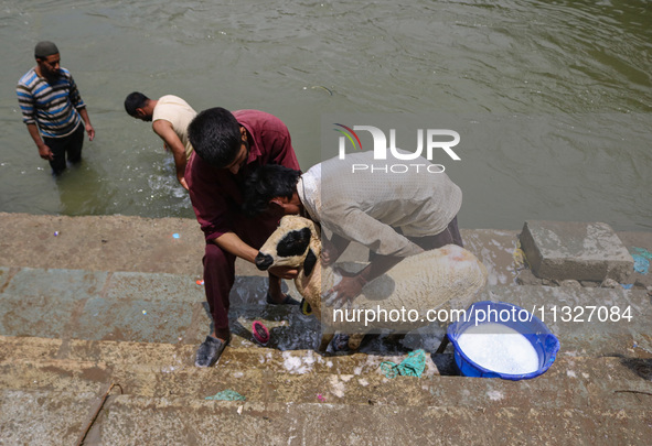 Workers are washing sheep at a river before selling them ahead of the Eid-Al-Adha (Feast of Sacrifice) festival in Srinagar, Kashmir, India,...