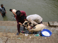 Workers are washing sheep at a river before selling them ahead of the Eid-Al-Adha (Feast of Sacrifice) festival in Srinagar, Kashmir, India,...