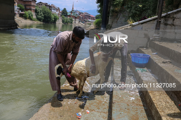 Workers are washing sheep at a river before selling them ahead of the Eid-Al-Adha (Feast of Sacrifice) festival in Srinagar, Kashmir, India,...