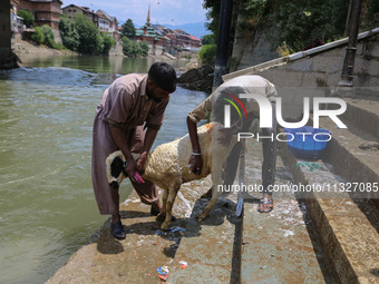 Workers are washing sheep at a river before selling them ahead of the Eid-Al-Adha (Feast of Sacrifice) festival in Srinagar, Kashmir, India,...