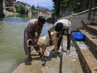 Workers are washing sheep at a river before selling them ahead of the Eid-Al-Adha (Feast of Sacrifice) festival in Srinagar, Kashmir, India,...