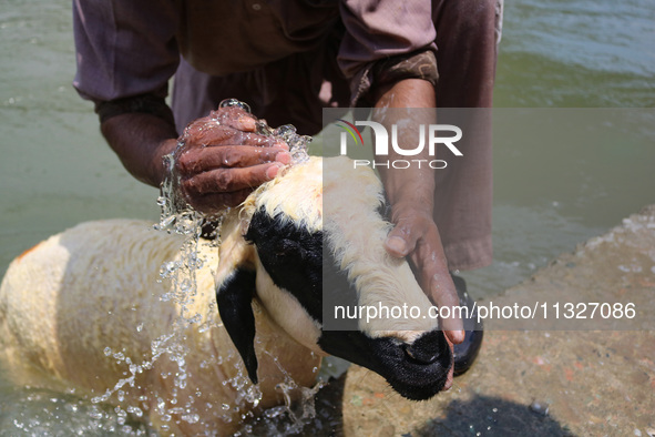 A worker is washing sheep at a river before selling them ahead of the Eid-Al-Adha (Feast of Sacrifice) festival in Srinagar, Kashmir, India,...