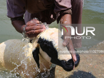 A worker is washing sheep at a river before selling them ahead of the Eid-Al-Adha (Feast of Sacrifice) festival in Srinagar, Kashmir, India,...