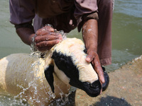 A worker is washing sheep at a river before selling them ahead of the Eid-Al-Adha (Feast of Sacrifice) festival in Srinagar, Kashmir, India,...