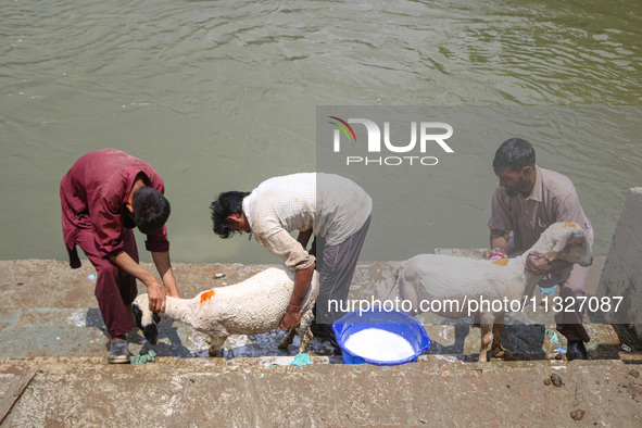 Workers are washing sheep at a river before selling them ahead of the Eid-Al-Adha (Feast of Sacrifice) festival in Srinagar, Kashmir, India,...