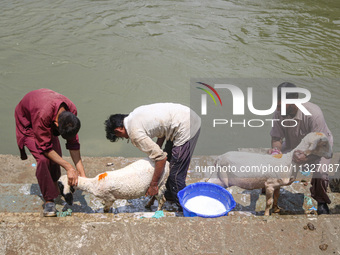 Workers are washing sheep at a river before selling them ahead of the Eid-Al-Adha (Feast of Sacrifice) festival in Srinagar, Kashmir, India,...