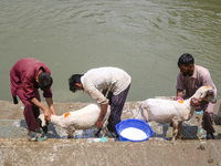 Workers are washing sheep at a river before selling them ahead of the Eid-Al-Adha (Feast of Sacrifice) festival in Srinagar, Kashmir, India,...