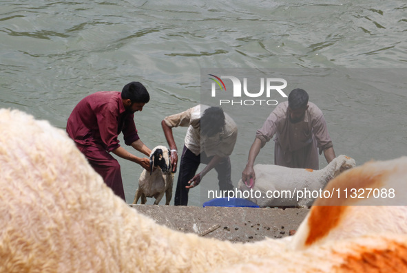 Workers are washing sheep at a river before selling them ahead of the Eid-Al-Adha (Feast of Sacrifice) festival in Srinagar, Kashmir, India,...