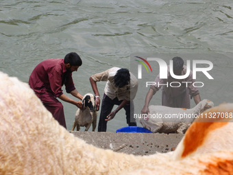 Workers are washing sheep at a river before selling them ahead of the Eid-Al-Adha (Feast of Sacrifice) festival in Srinagar, Kashmir, India,...