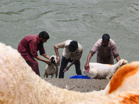 Workers are washing sheep at a river before selling them ahead of the Eid-Al-Adha (Feast of Sacrifice) festival in Srinagar, Kashmir, India,...